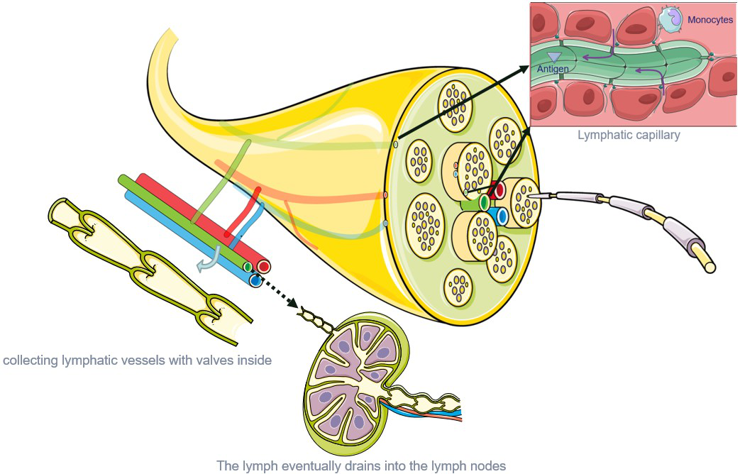 The lymphatic vessels associated with the PNS